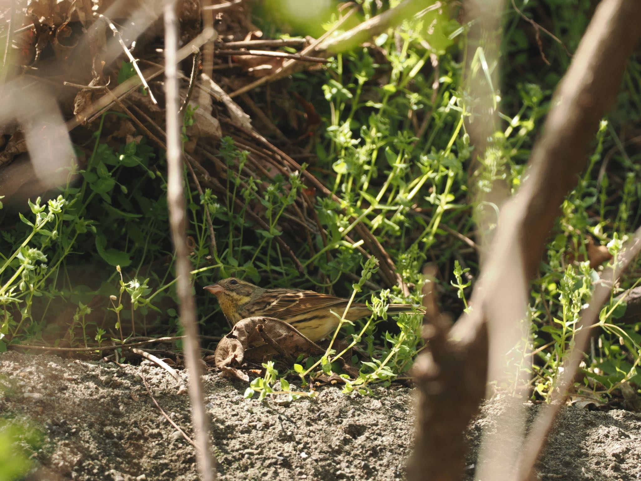 Photo of Masked Bunting at Hayatogawa Forest Road by ちょこり