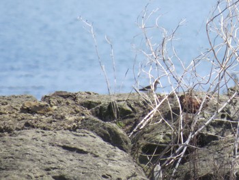 Common Sandpiper Kasai Rinkai Park Sun, 4/14/2024