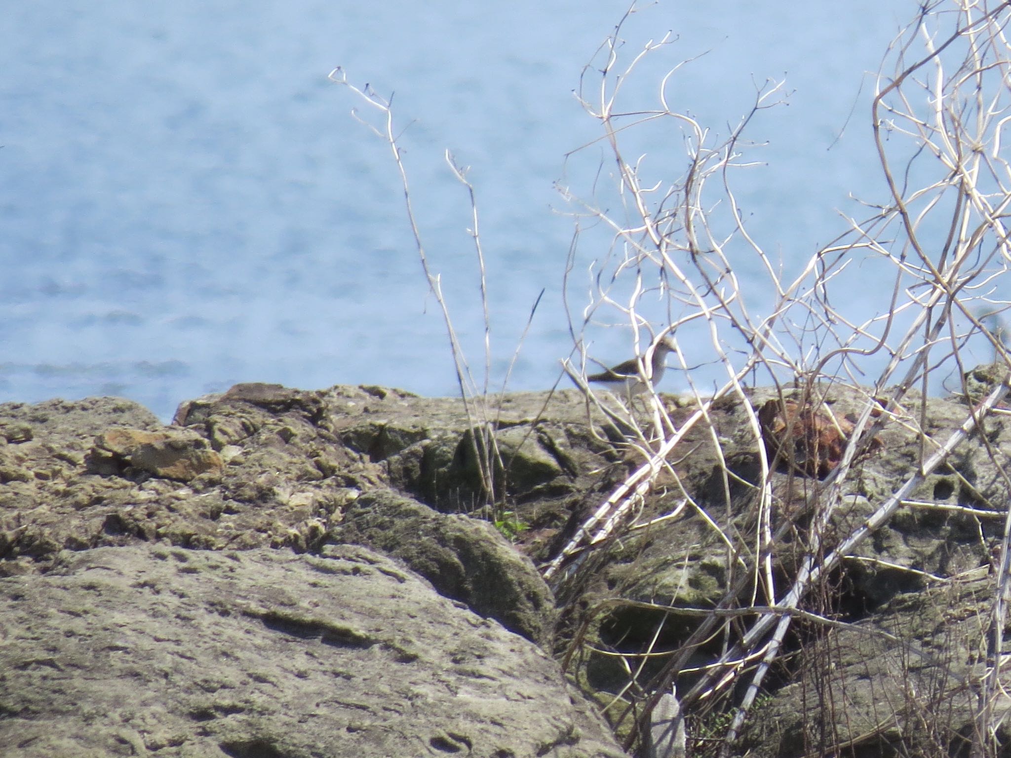 Photo of Common Sandpiper at Kasai Rinkai Park by Haruki🦜