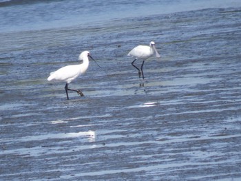 Black-faced Spoonbill Kasai Rinkai Park Sun, 4/14/2024