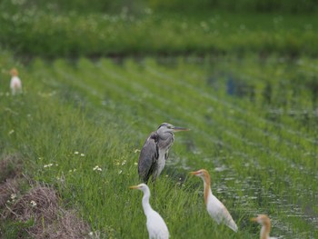 Grey Heron Unknown Spots Mon, 4/15/2024