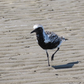 Grey Plover Sambanze Tideland Mon, 4/15/2024