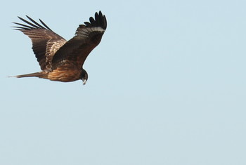 Black Kite 曽根干潟(曾根干潟) Tue, 12/25/2018