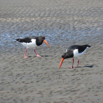 Eurasian Oystercatcher Sambanze Tideland Mon, 4/15/2024