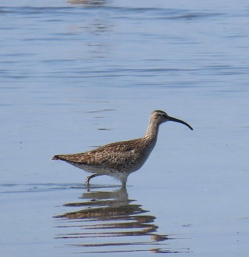 Eurasian Whimbrel Sambanze Tideland Mon, 4/15/2024