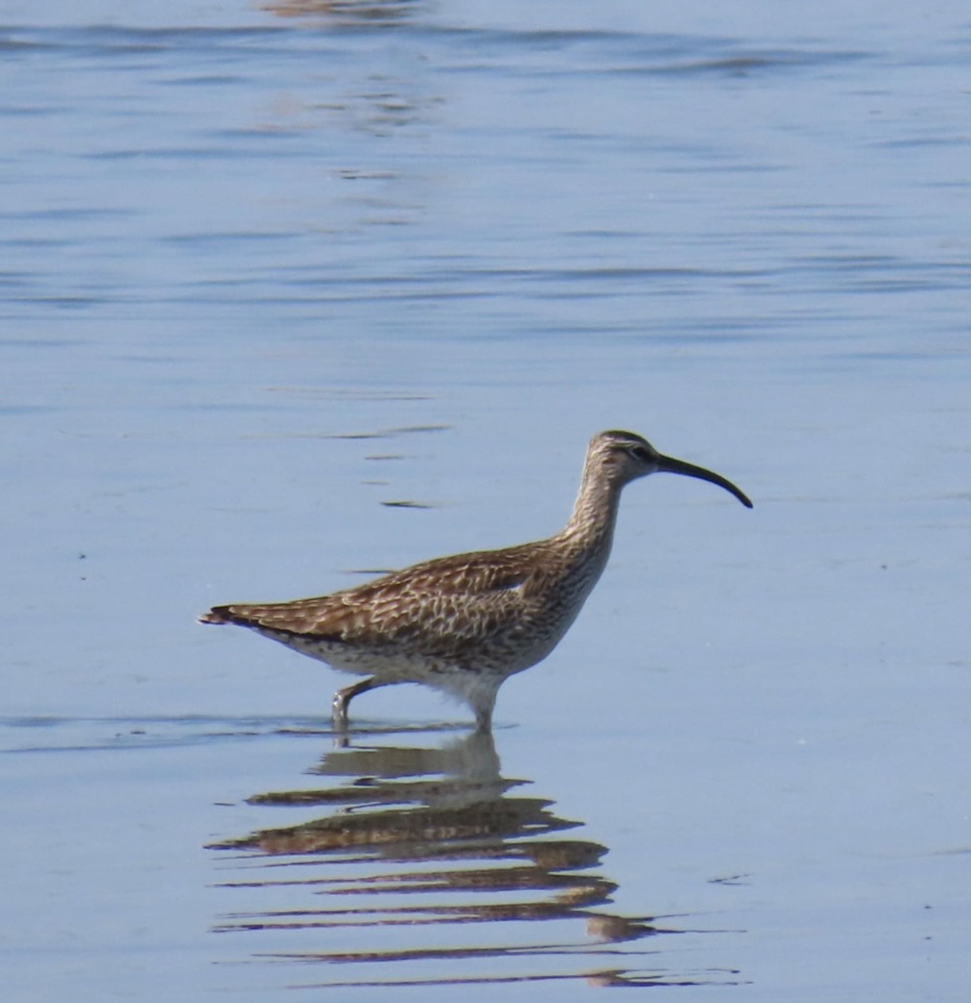 Eurasian Whimbrel