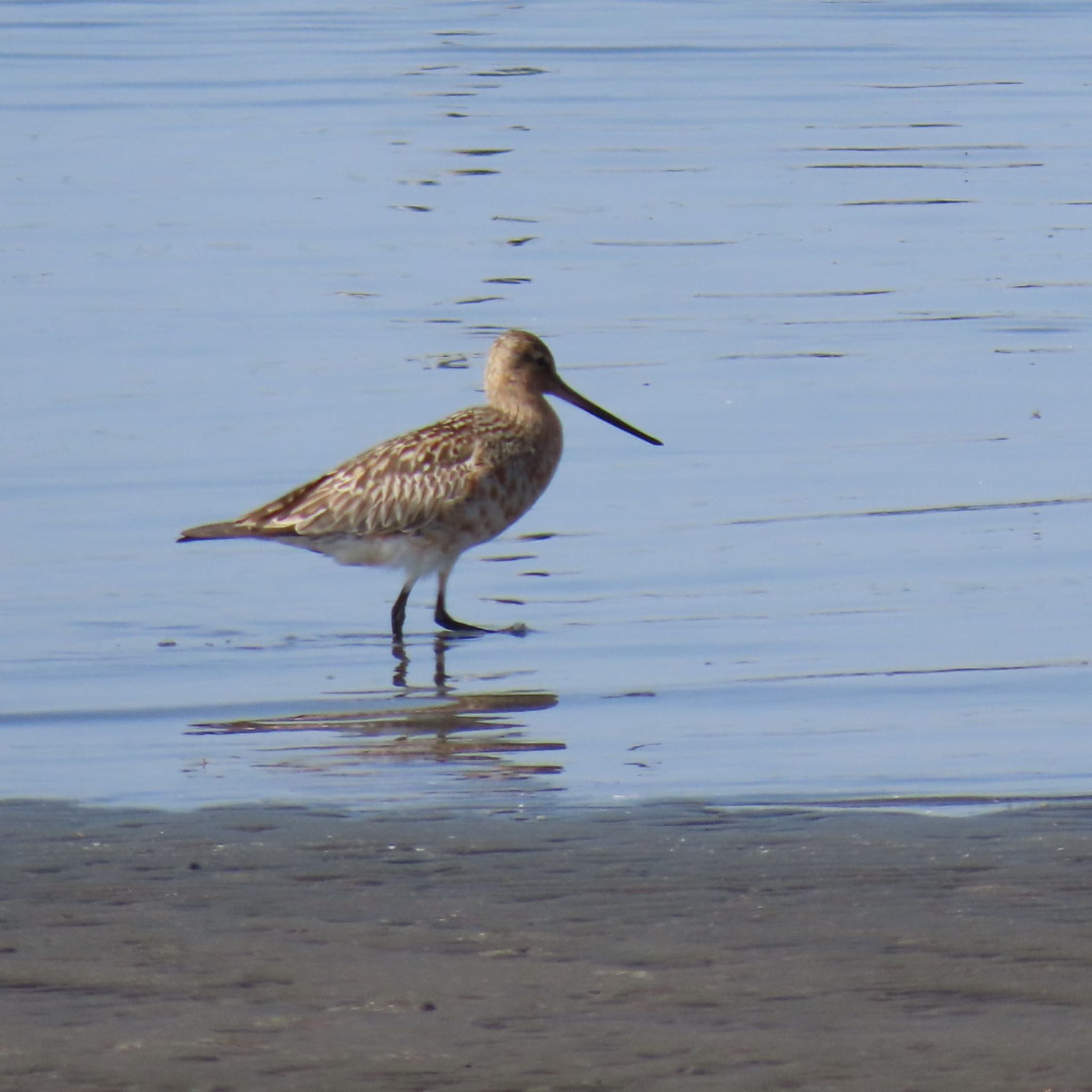 Photo of Bar-tailed Godwit at Sambanze Tideland by 焼き芋