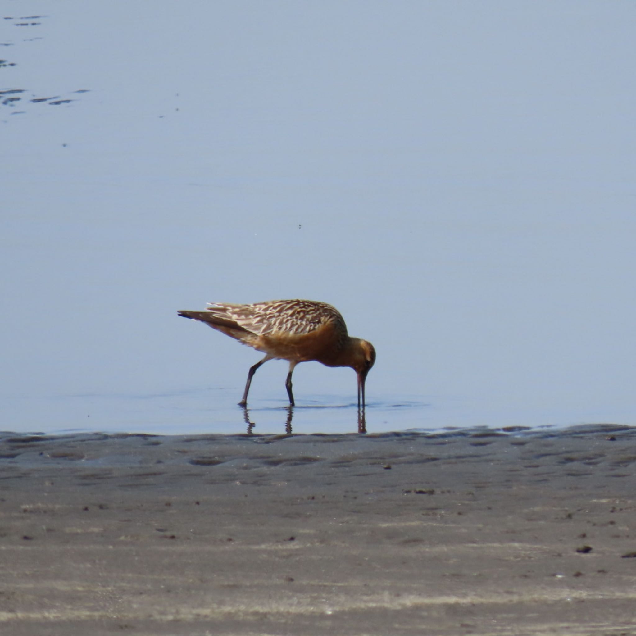 Photo of Bar-tailed Godwit at Sambanze Tideland by 焼き芋