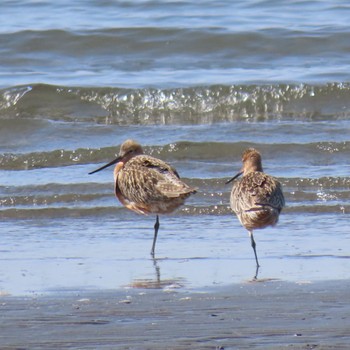 Bar-tailed Godwit Sambanze Tideland Mon, 4/15/2024