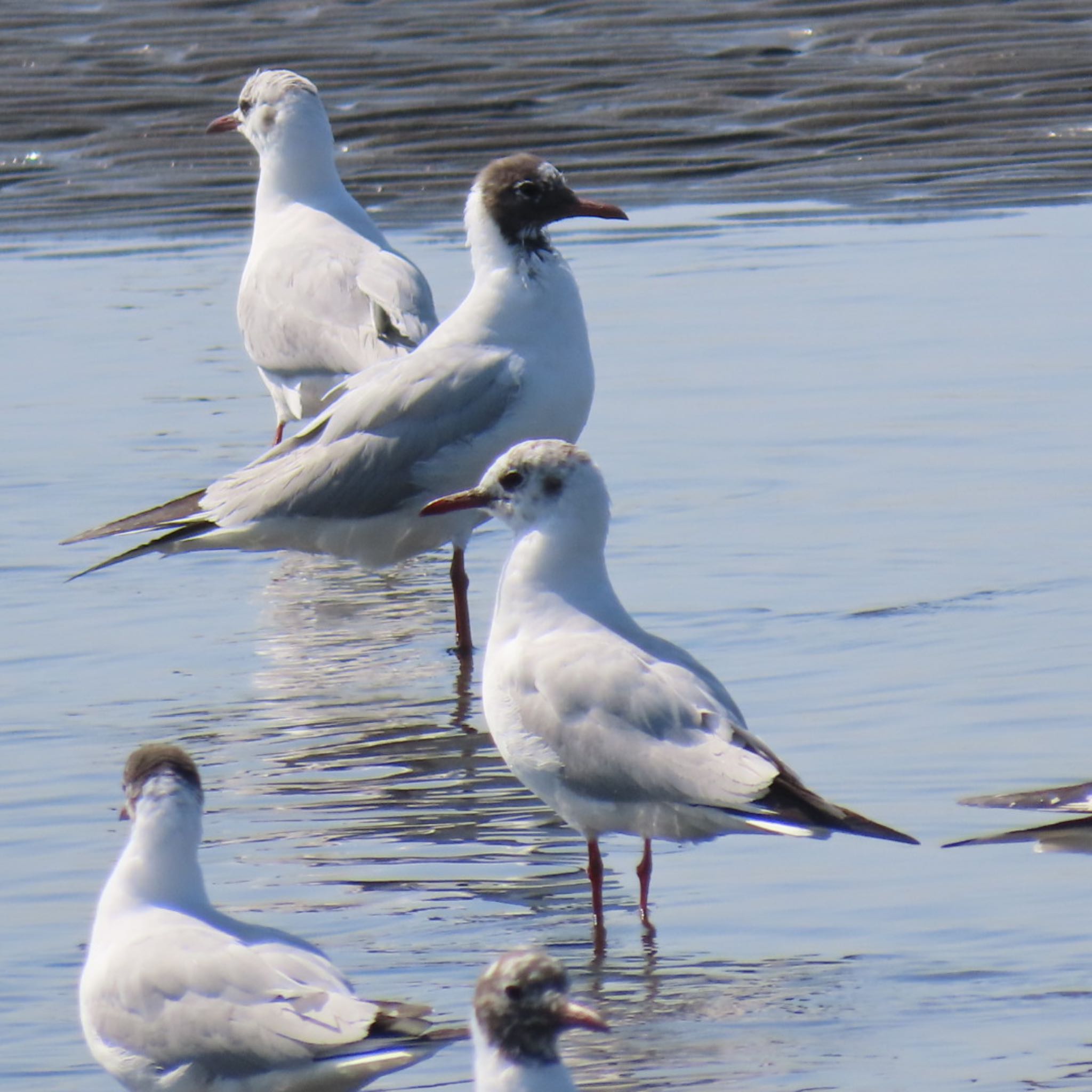 Photo of Black-headed Gull at Sambanze Tideland by 焼き芋