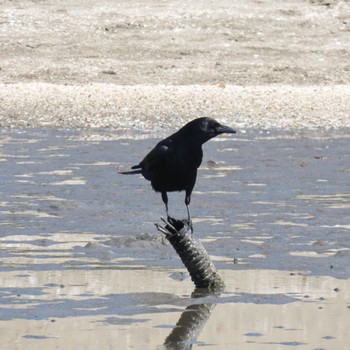 Carrion Crow Sambanze Tideland Mon, 4/15/2024