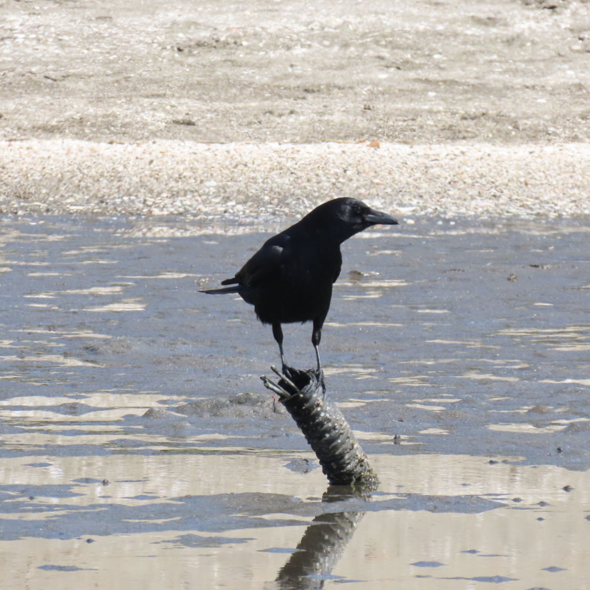 Carrion Crow