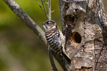 Japanese Pygmy Woodpecker Rokuha Park Mon, 4/15/2024