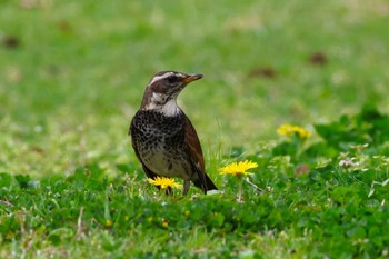 Dusky Thrush Rokuha Park Mon, 4/15/2024