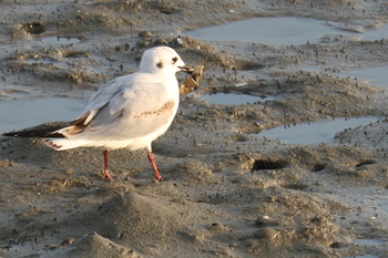 Saunders's Gull 曽根干潟(曾根干潟) Mon, 12/24/2018