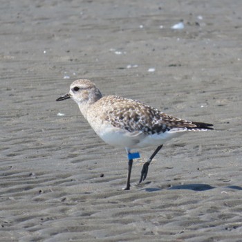 Grey Plover Sambanze Tideland Mon, 4/15/2024