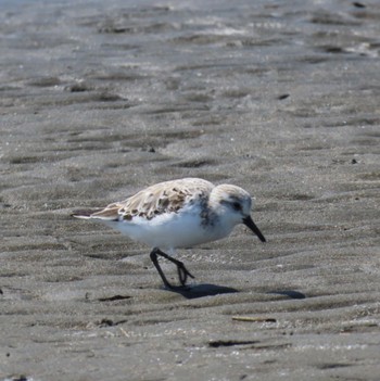 Sanderling Sambanze Tideland Mon, 4/15/2024