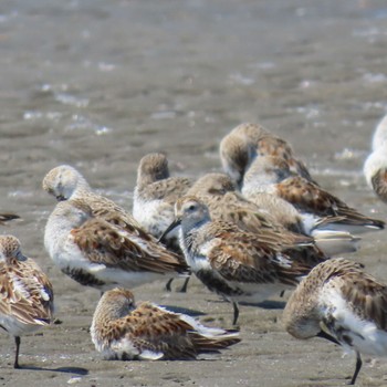 Dunlin Sambanze Tideland Mon, 4/15/2024