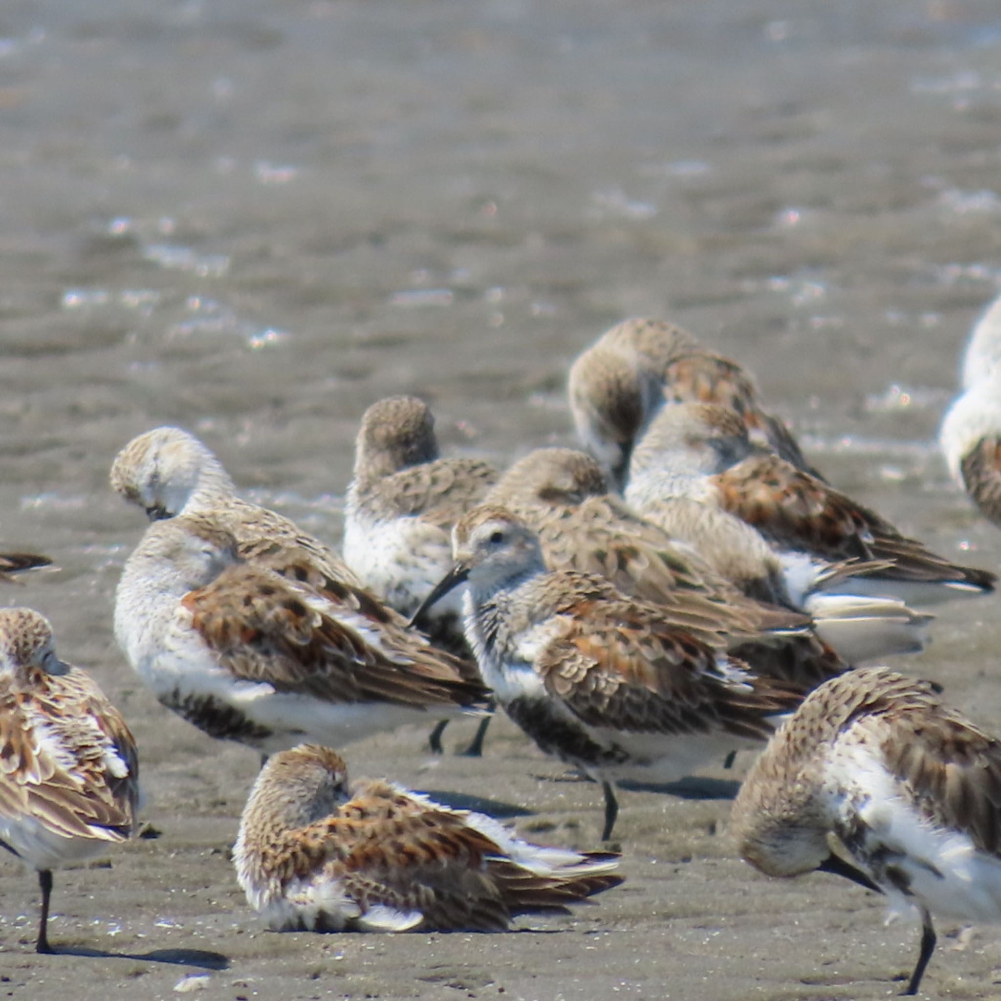 Photo of Dunlin at Sambanze Tideland by 焼き芋