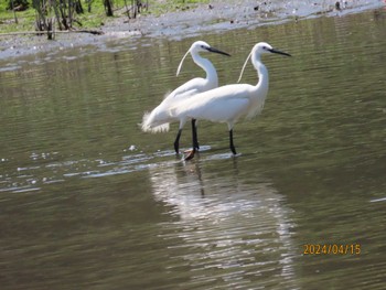 コサギ 葛西臨海公園 2024年4月15日(月)