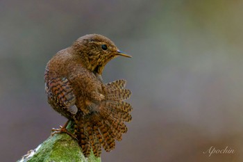 Eurasian Wren 日向渓谷 Sun, 4/14/2024