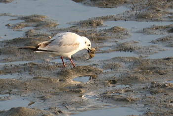 Saunders's Gull 曽根干潟(曾根干潟) Mon, 12/24/2018