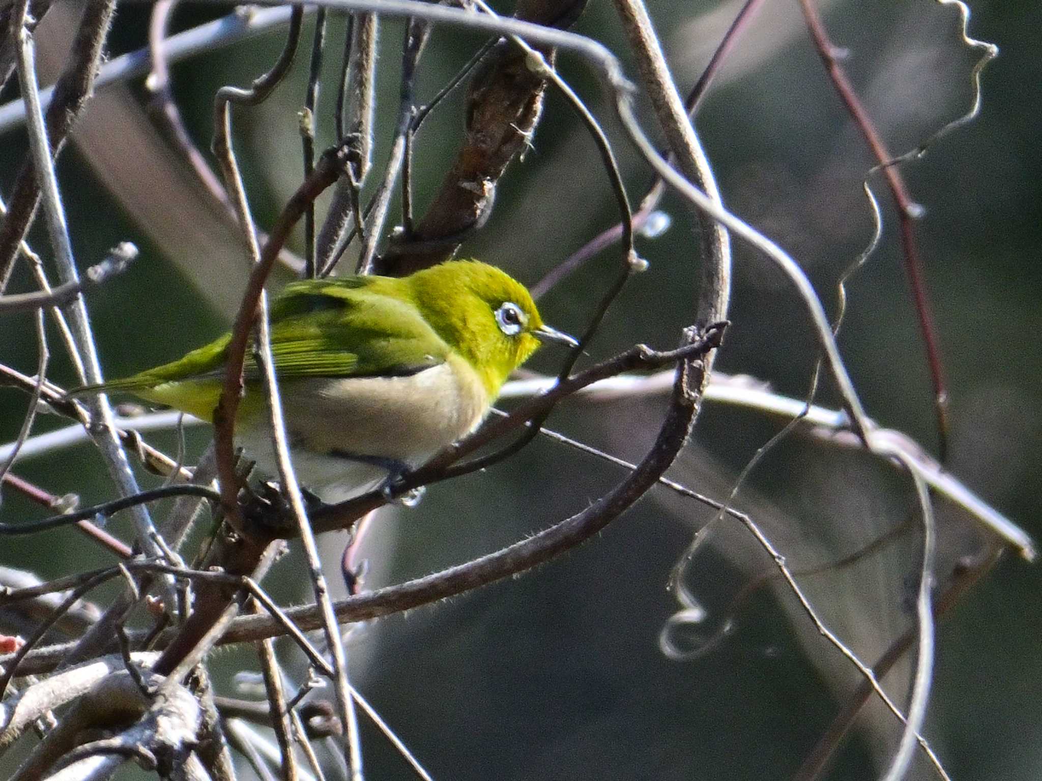 Warbling White-eye