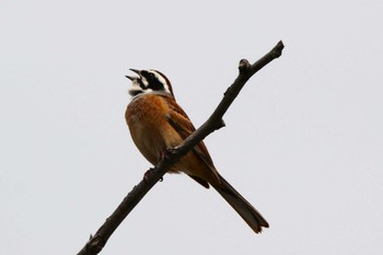 Meadow Bunting 枚方市東部公園 Mon, 4/15/2024