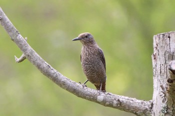 Blue Rock Thrush 枚方市東部公園 Mon, 4/15/2024