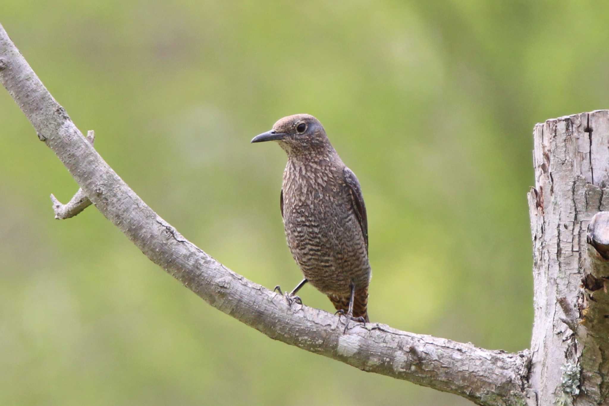 Photo of Blue Rock Thrush at 枚方市東部公園 by Ryoji-ji