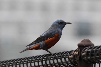 Blue Rock Thrush 枚方市東部公園 Mon, 4/15/2024