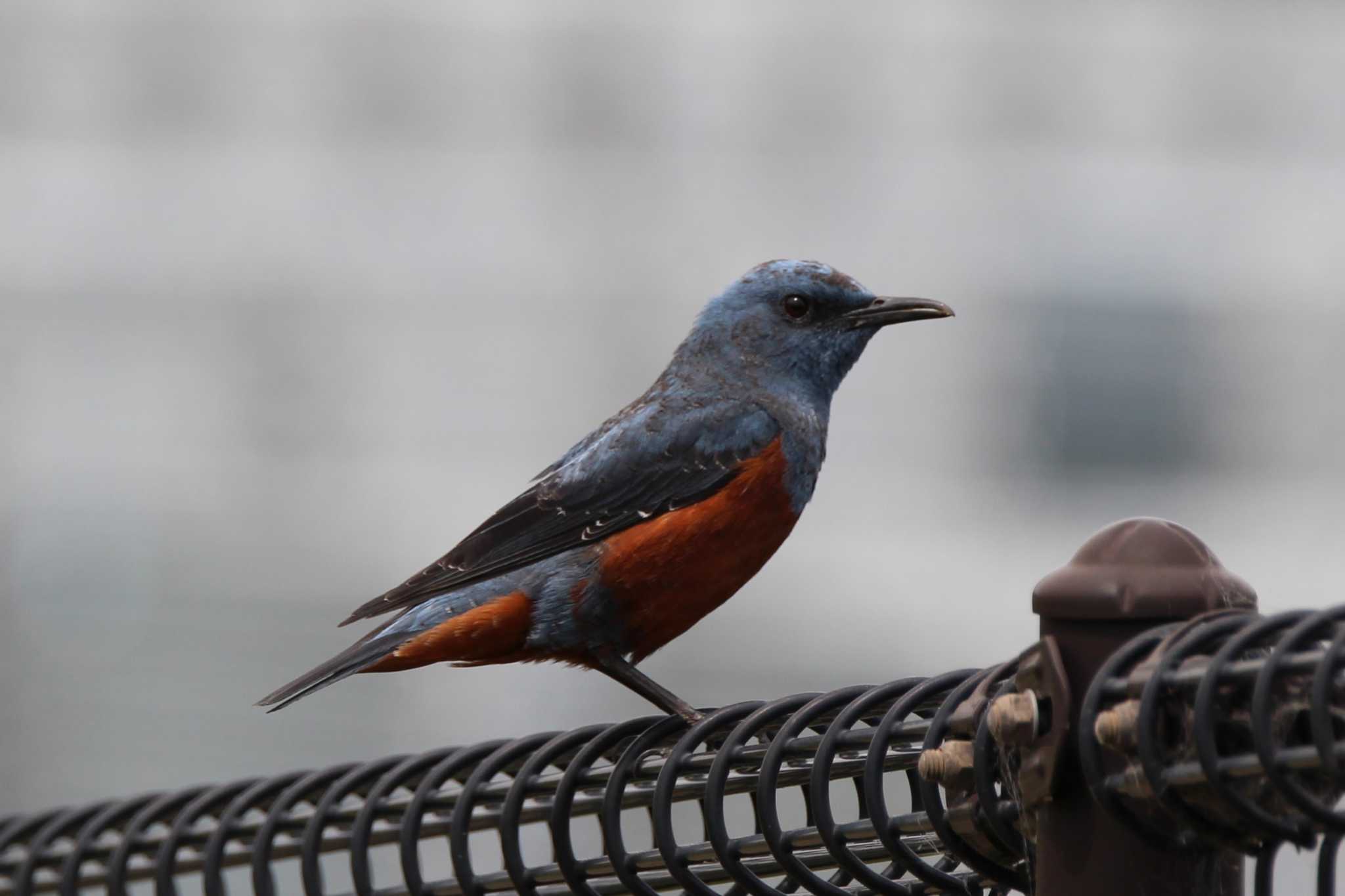 Photo of Blue Rock Thrush at 枚方市東部公園 by Ryoji-ji