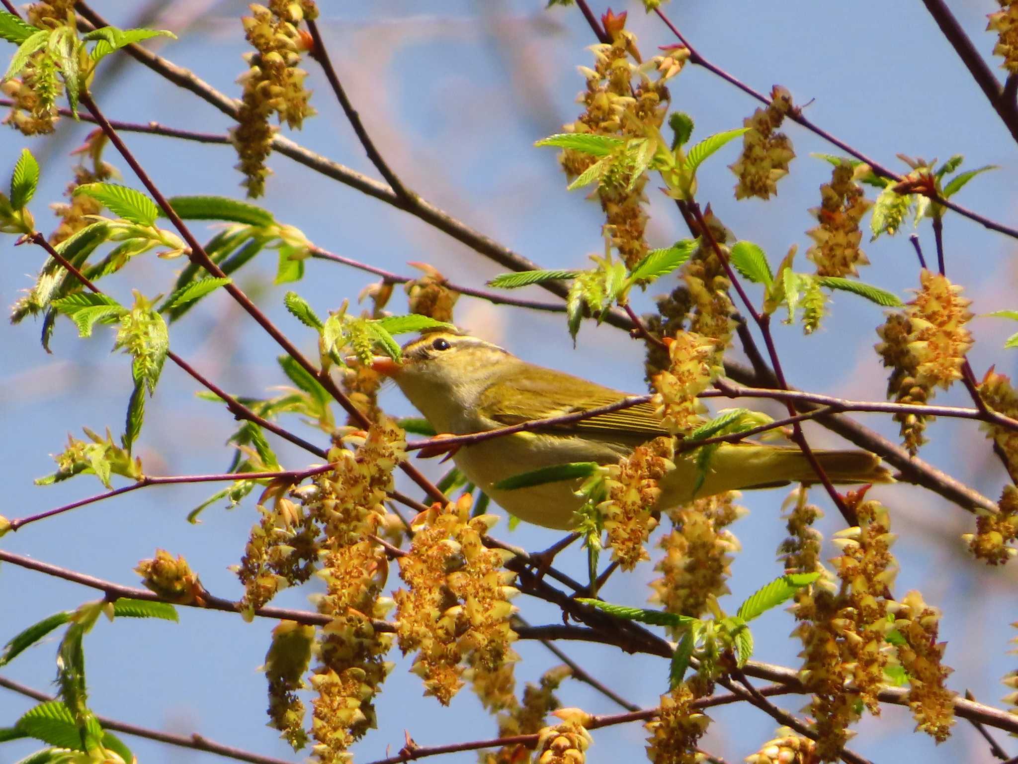 Eastern Crowned Warbler