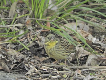 Masked Bunting 横浜自然観察の森 Sun, 4/14/2024