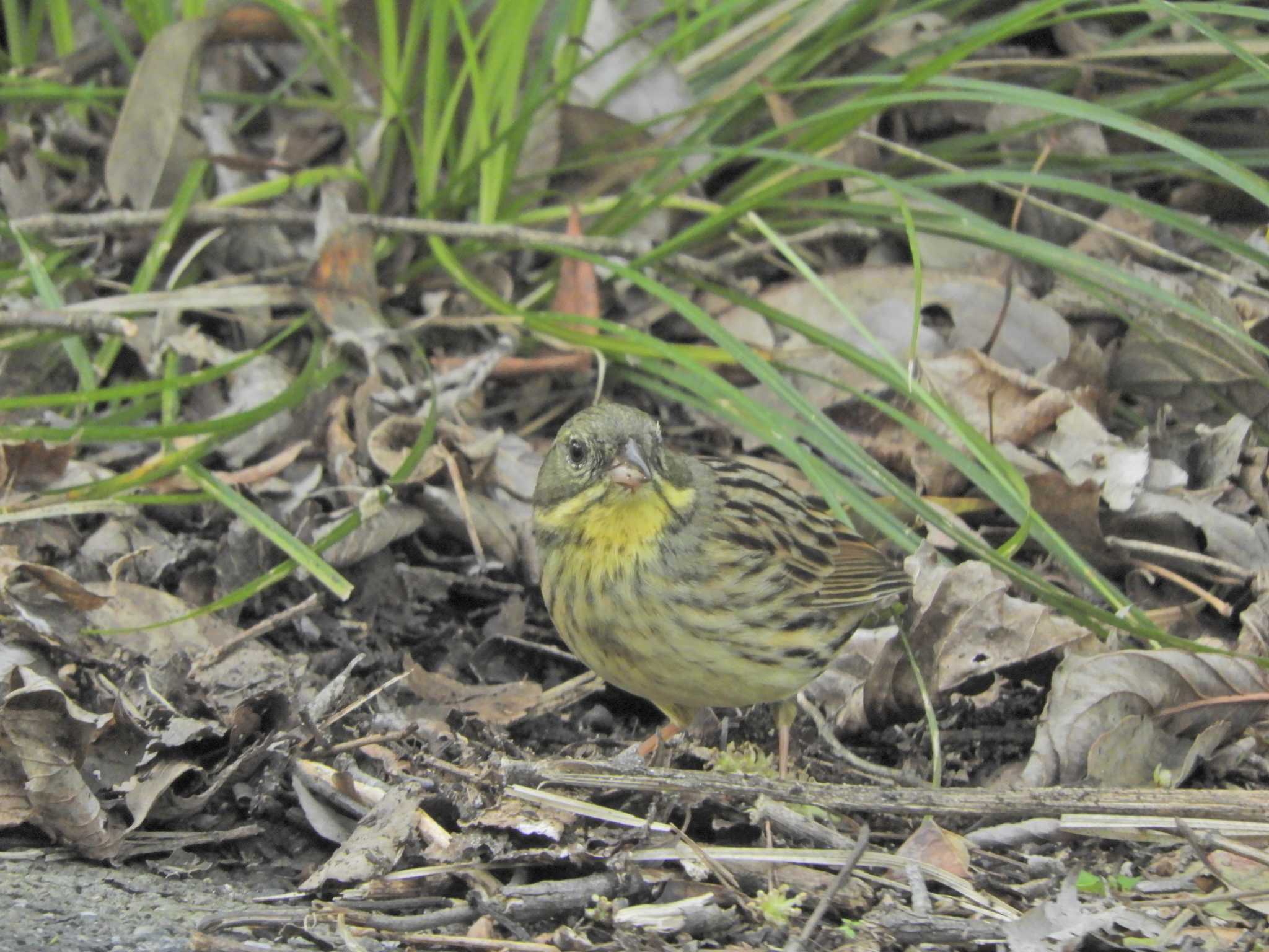 Photo of Masked Bunting at 横浜自然観察の森 by maru