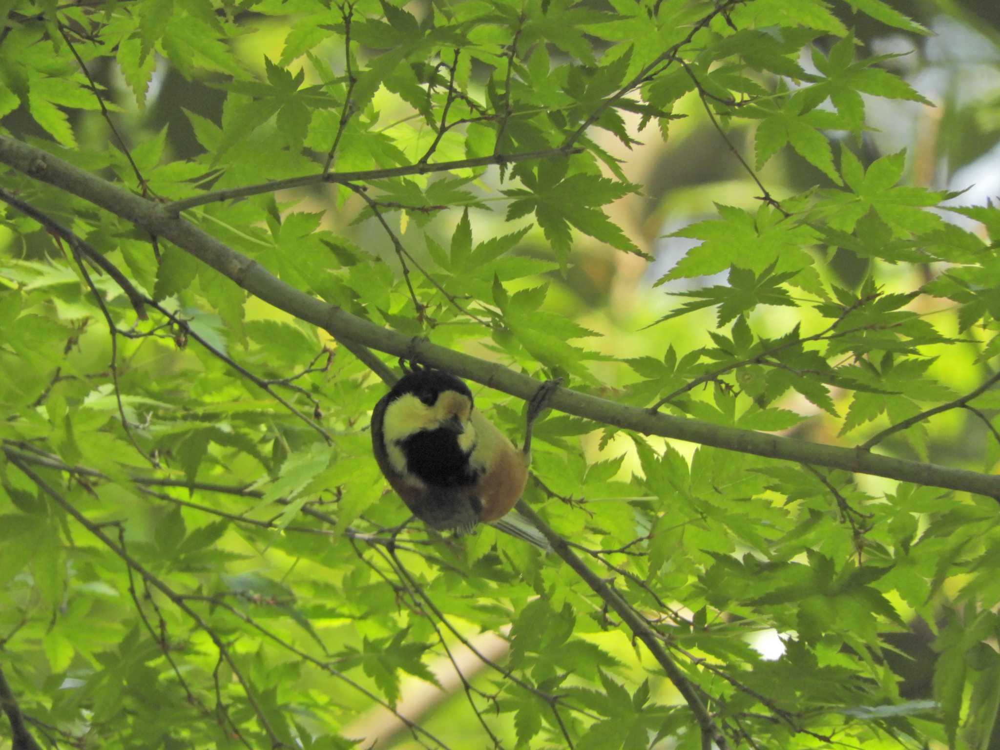 Photo of Varied Tit at 横浜自然観察の森 by maru