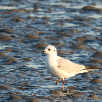 Saunders's Gull 曽根干潟(曾根干潟) Tue, 12/25/2018