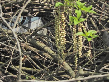 2024年4月14日(日) 舞岡公園の野鳥観察記録