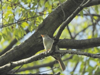 Japanese Bush Warbler 横浜自然観察の森 Sun, 4/14/2024