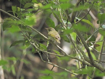 2024年4月14日(日) 横浜自然観察の森の野鳥観察記録