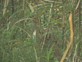 Chinese Bamboo Partridge 横浜自然観察の森 Sun, 4/14/2024