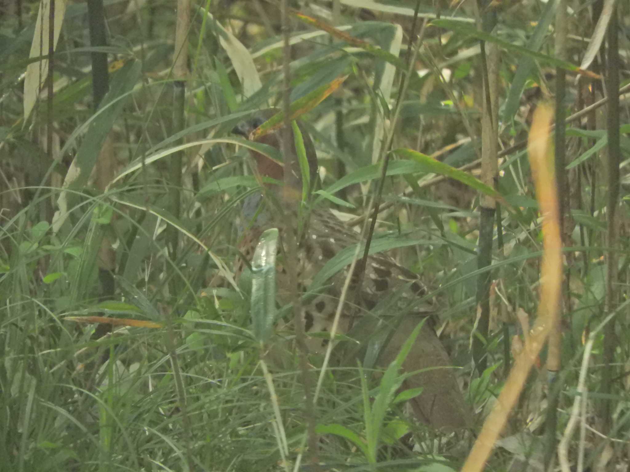 Chinese Bamboo Partridge