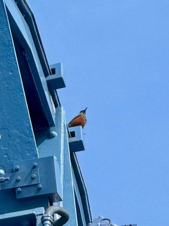 Blue Rock Thrush 隅田川テラス Mon, 4/15/2024