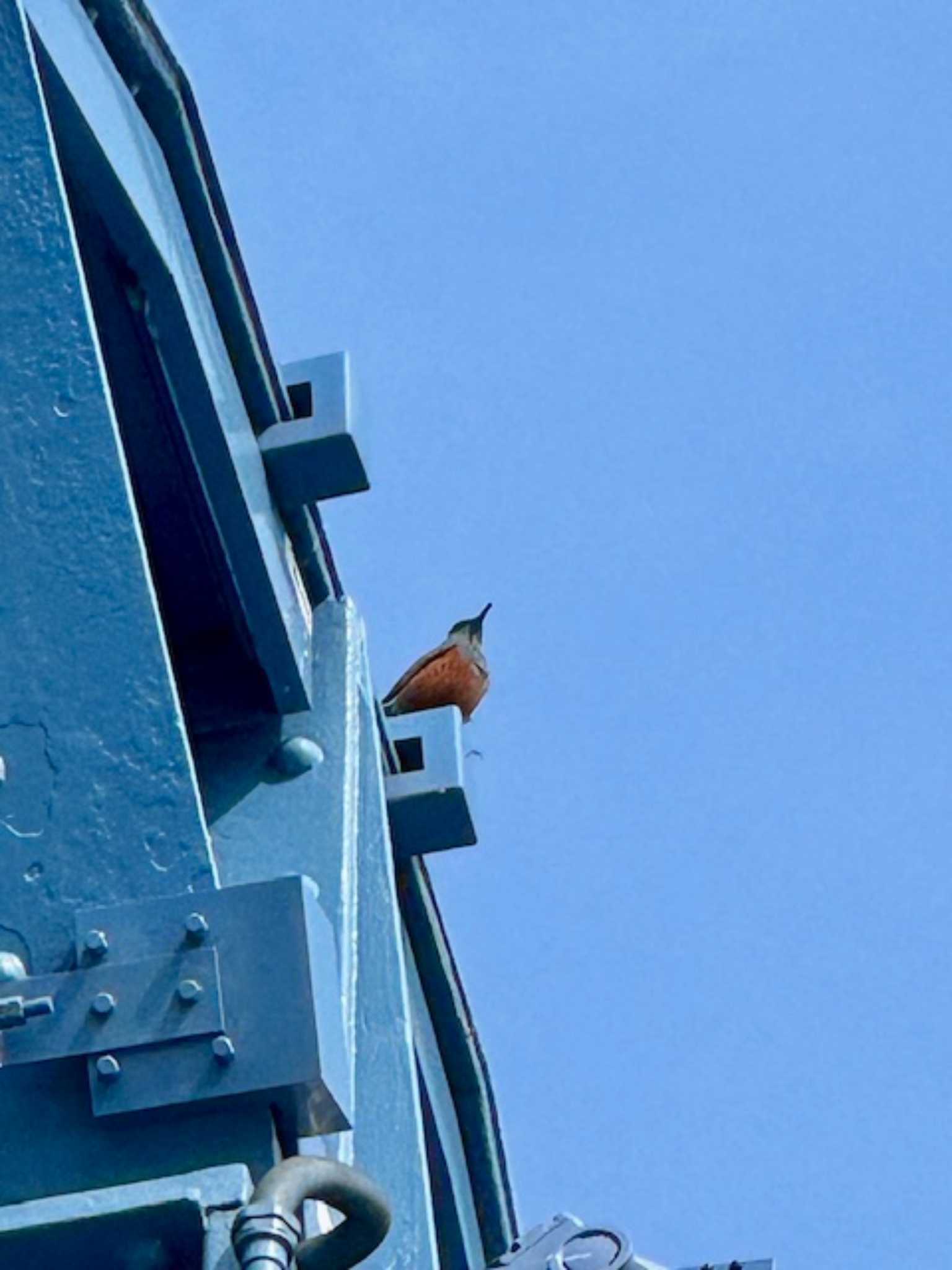 Blue Rock Thrush