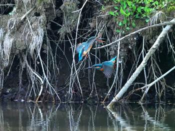 Sun, 4/14/2024 Birding report at Teganuma