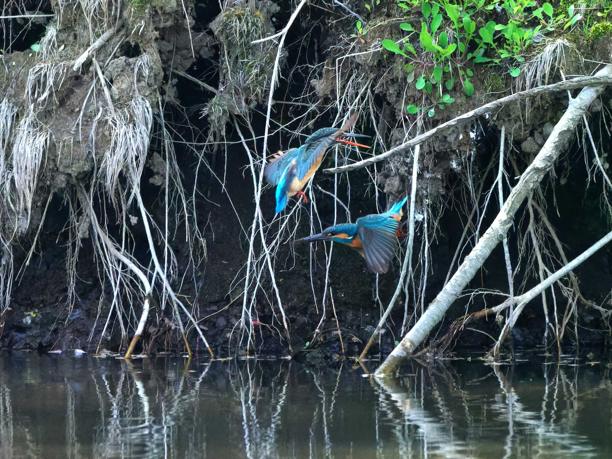 カワセミ