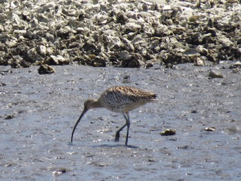 ホウロクシギ 葛西臨海公園 2024年4月14日(日)