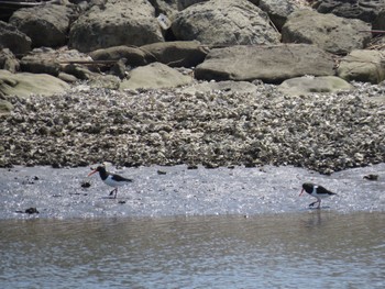 Eurasian Oystercatcher Kasai Rinkai Park Sun, 4/14/2024