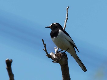 Japanese Wagtail Teganuma Sun, 4/14/2024