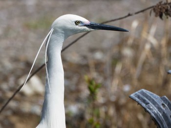 Little Egret Teganuma Sun, 4/14/2024